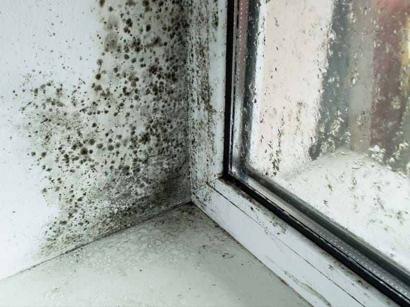 black mold
